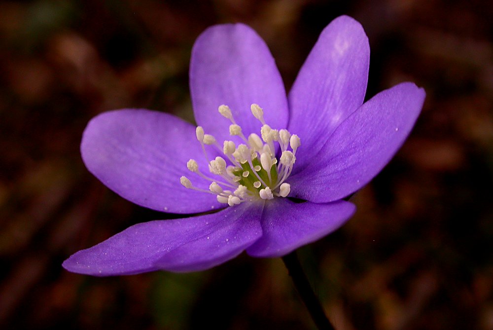 Hepatica nobilis / Erba trinit